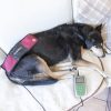 MagnetoVet 200 veterinárny prístroj na magnetoterapiu