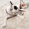 LaserVet 3.0 veterinárny laser