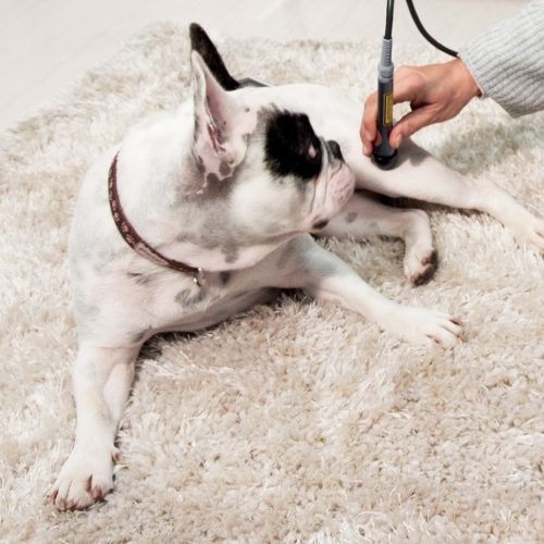 LaserVet 3.0 veterinárny laser