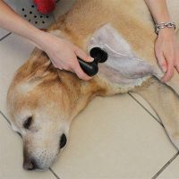 Veterinárna TECAR terapia