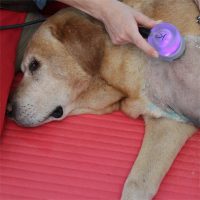 Veterinárny ultrazvuk