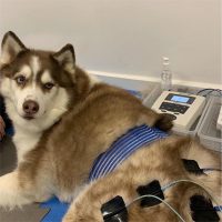 Veterinárna elektroliečba