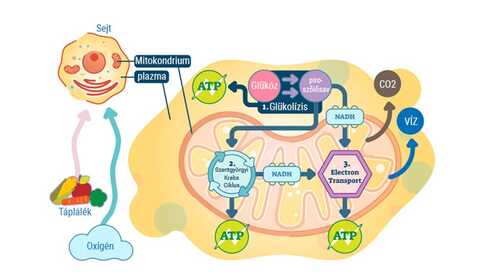 Mitochondriálne zdravie – čo to je?