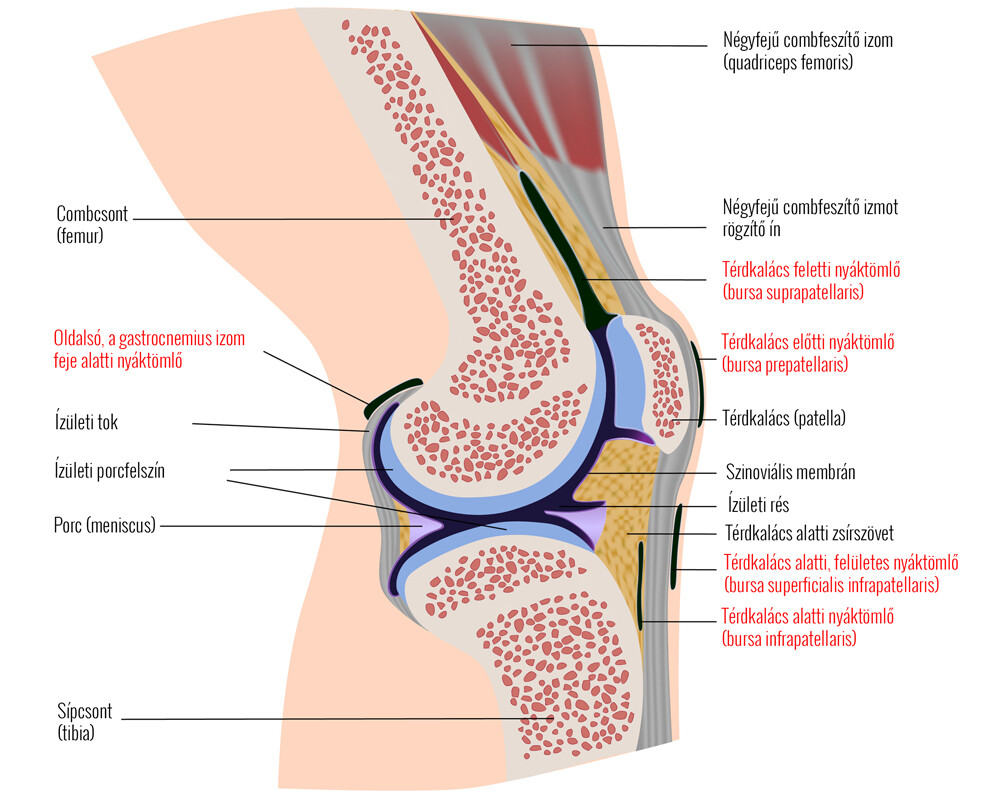 bursitis, azaz nyáktömlő gyulladás