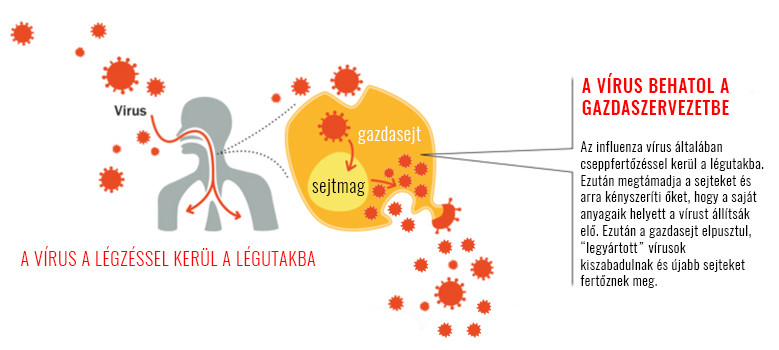 influenza vírus hatásmechanizmusa, szaporodása