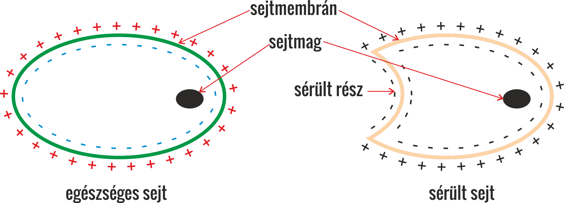 mens-sejtserules.png